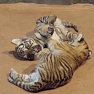 В зоопарке «Лимпопо» появились на свет два маленьких символа года — бенгальские тигрята 2