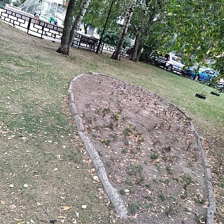 Завянет ли Бор летом? 1