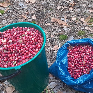 В Борском районе начинается сезон клюквы 3