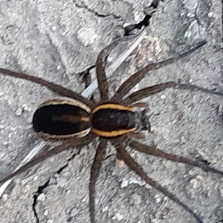 Необычные борские "зверюшки" 2