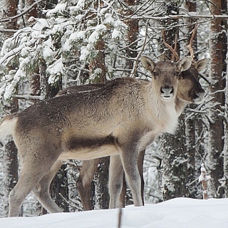 Февральские зарисовки из жизни северных оленей в Керженском заповеднике 5