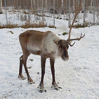 В Керженском заповеднике лесные северные олени начали сбрасывать рога 3