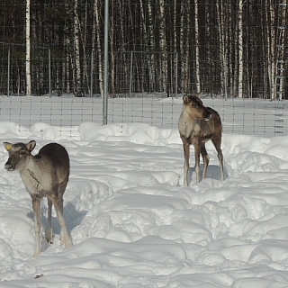 Две оленухи привезены в Керженский заповедник из зоопитомника Московского зоопарка 1