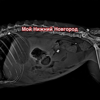 На Бору завелся живодер, который расстреливает животных 2