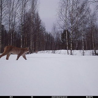 Фотоловушка, установленная в Керженском заповеднике, зарегистрировала рысь с двумя котятами-сеголетками 2