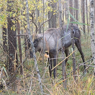 У оленей, проживающих в вольерных комплексах Керженского заповедника, начался гон – период свадеб 6