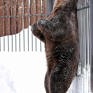 Медведи проснулись! 2