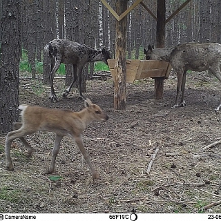 Второй в этом году северный олененок родился в Керженском заповеднике 1