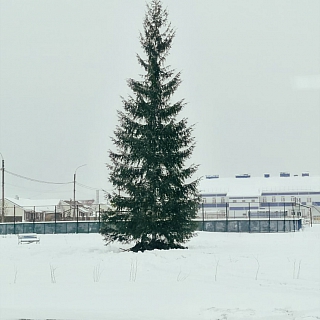 На Бору начали устанавливать новогодние елки 2