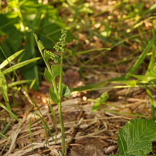 Ботанические новости Керженского заповедника 1