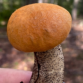 Борчане проверили лес на грибы 3