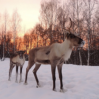 Красавцы в борском заповеднике 3