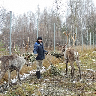 Се­вер­ных оле­ней в Кер­жен­ском за­по­вед­ни­ке пе­ре­ве­ли на зим­ний ра­ци­он 2