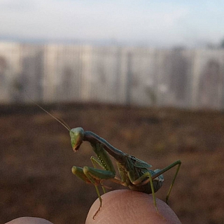 Возвращение «блудного богомола» 2