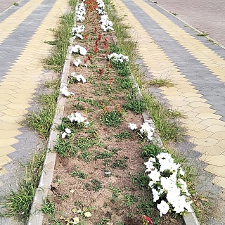 Завянет ли Бор летом? 2