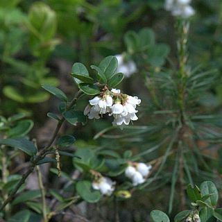 Фенологическое лето наступило в Керженском заповеднике 1