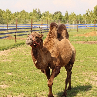 Создатели оленьей фермы на Бору планируют открыть эко-парк 3