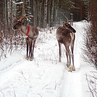 Первые лесные северные олени выпущены в Керженский заповедник 4