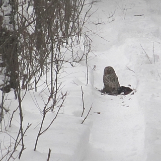 Первый этап зимнего маршрутного учета млекопитающих проведен в Керженском заповеднике 7