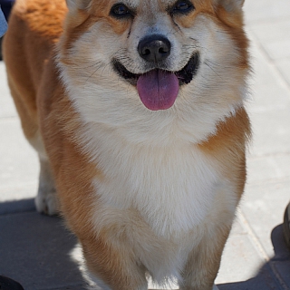 На Бору состоялся II областной фестиваль «Фронтовая собака» 4