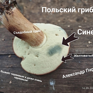 Полезная новость про борские грибы 4