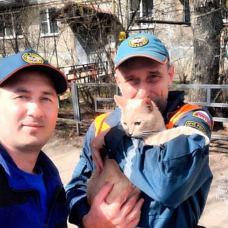 Пушистого бандита спасли сотрудники МЧС на Бору 4