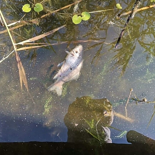 На одном из борских водоёмов гибнет рыба 2