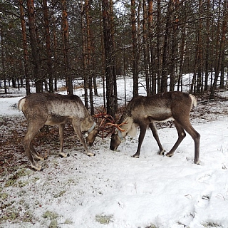 Се­вер­ных оле­ней в Кер­жен­ском за­по­вед­ни­ке пе­ре­ве­ли на зим­ний ра­ци­он 5