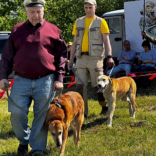 Сегодня на Бору прошла выставка охотничьих собак 8