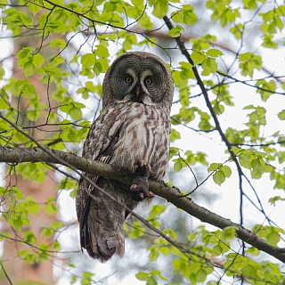 В Борском районе найдено жилое гнездо редкой краснокнижной совы 4