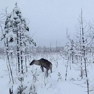 Новогодний подарок получил северный олень Захар из Керженского заповедника 1