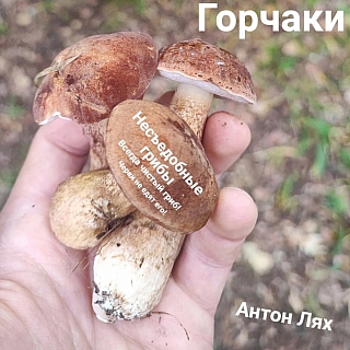 Полезная новость про борские грибы 5