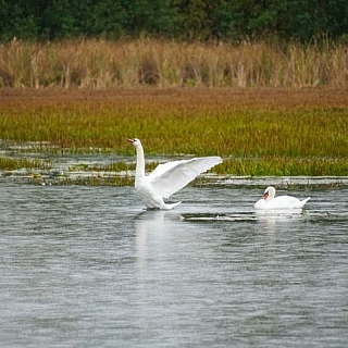 Лебединое озеро 1