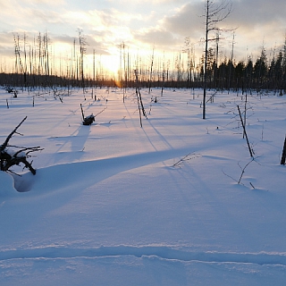 Первый этап зимнего маршрутного учета млекопитающих проведен в Керженском заповеднике 4