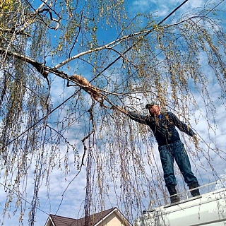Пушистого бандита спасли сотрудники МЧС на Бору 1