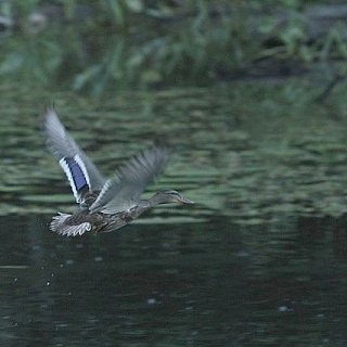 Подходит к концу очередной сезон учетов птиц в Керженском заповеднике 3