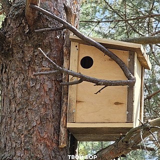 Кто же догадался сделать это в борском лесу? 4