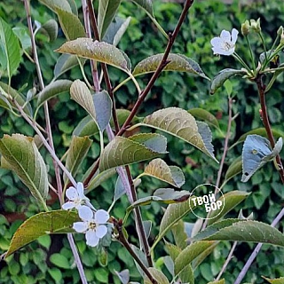 Аномалии на Бору 3