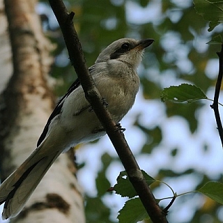 Подходит к концу очередной сезон учетов птиц в Керженском заповеднике 1