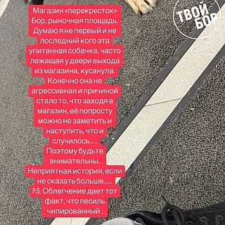 В борском магазине собака напала на посетителя 1