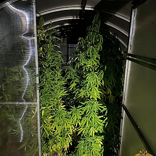 И снова наркотики на Бору 1