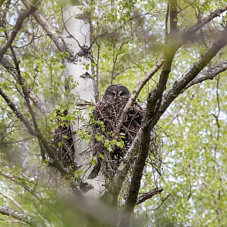 В Борском районе найдено жилое гнездо редкой краснокнижной совы 3