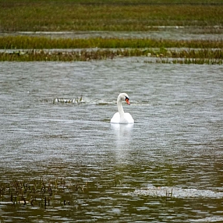 Лебединое озеро 3