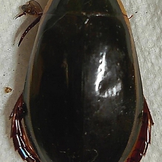 На территории Борского округа обнаружены нетипичные создания 1