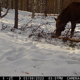 Лоси гуляют по насту в Керженском заповеднике 1