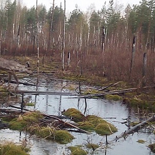 Северные олени знакомятся с территорией Керженского заповедника 3