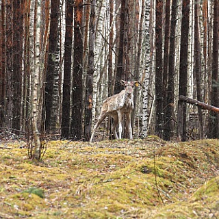 Еще один молодой олень готовится к выпуску в природу в Керженском заповеднике 3