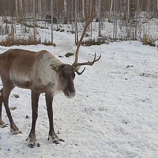 Сезон «отпадных» рогов начался у северных оленей в Керженском заповеднике 1