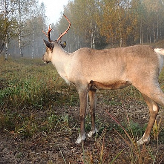 У оленей, проживающих в вольерных комплексах Керженского заповедника, начался гон – период свадеб 4
