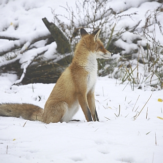 Дикие символы года обитают в Керженском заповеднике 8